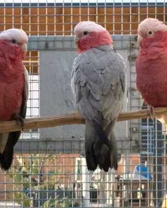 Coppia cacatua rosa