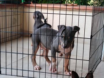 Pitbull