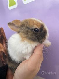 Coniglietti nani e ariete