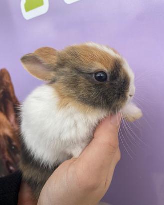 Coniglietti nani e ariete