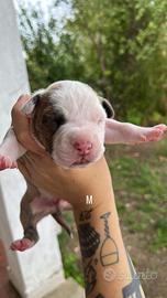 Cuccioli di Amstaff