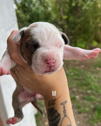 Cuccioli di Amstaff