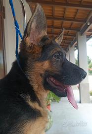 Cucciolo maschio Pastore Tedesco pelo corto