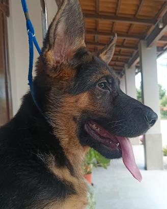 Cucciolo maschio Pastore Tedesco pelo corto
