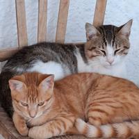 Gattini di 2 mesi di età