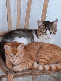 Gattini di 2 mesi di età