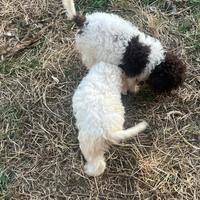 Lagotto Romagnolo