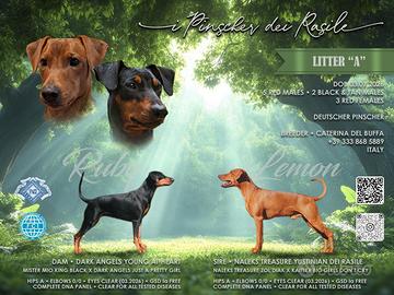 Cuccioli di German Pinscher