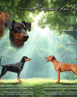 Cuccioli di German Pinscher