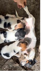 Jack Russell Terrier