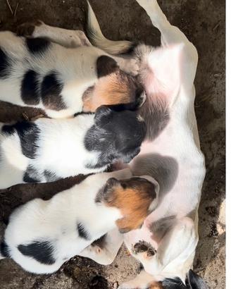 Jack Russell Terrier