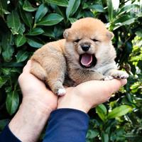 Ultimo dolce cucciolo disponibile