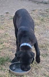 Molossi Cane Corso