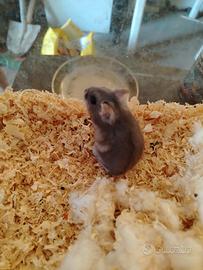 Cuccioli di criceto russo