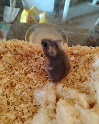 Cuccioli di criceto russo