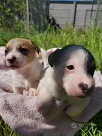 Cuccioli di Jack Russell con Pedigree