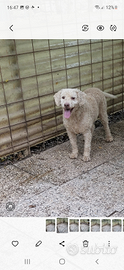 Cane maschio lagotto romagnolo