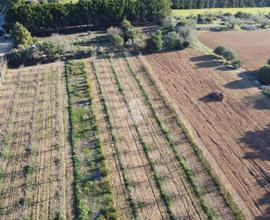 TER. AGRICOLO A SESTU