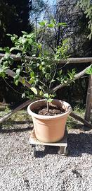 pianta di limoni