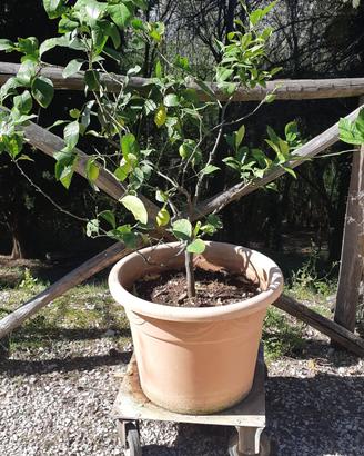 pianta di limoni
