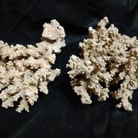 coppia di coralli