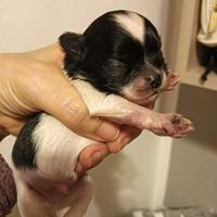 Cuccioli chihuahua