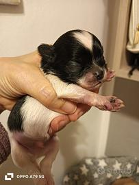 Cuccioli chihuahua