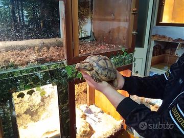 Sulcata varie dimensioni 20cm 24cm 30 cm