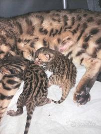 Gatto del Bengala 