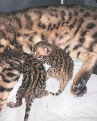 Gatto del Bengala 