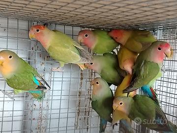 Inseparabili