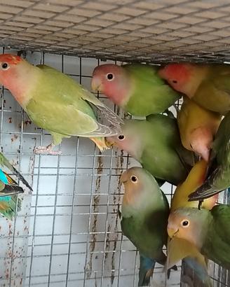 Inseparabili