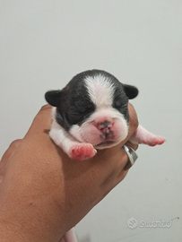 Cuccioli bulldog francese