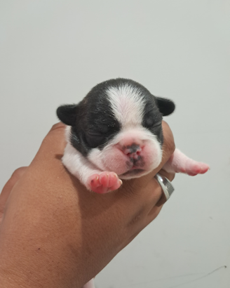 Cuccioli bulldog francese