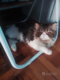 Gatto persiano