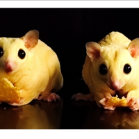 Petauro dello zucchero Sugar Glider