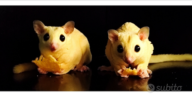 Petauro dello zucchero Sugar Glider