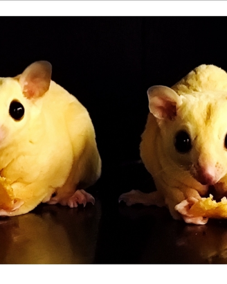 Petauro dello zucchero Sugar Glider