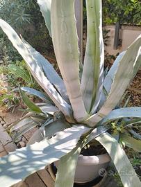 Agave dia 80 cm con nuove piantine