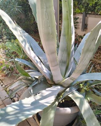 Agave dia 80 cm con nuove piantine