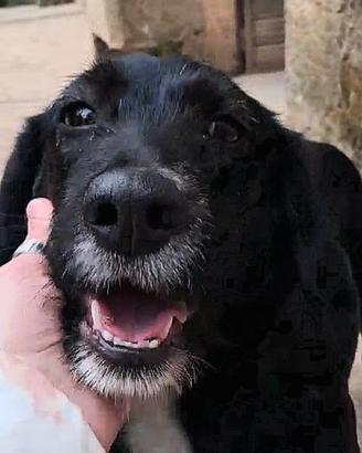 Kelly dolce cagnolina da amare