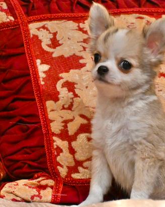 Chihuahua cuccioli