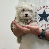 Maltese " mini mini toy " disponibile maschietto