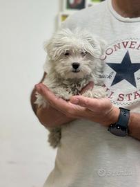 Maltese " mini mini toy " disponibile maschietto