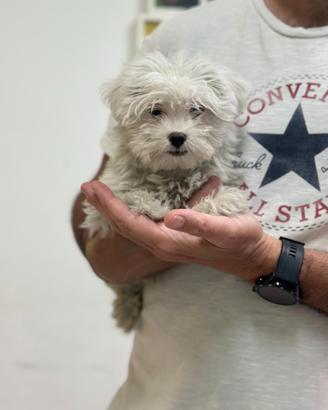 Maltese " mini mini toy " disponibile maschietto