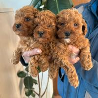 Barboncini e MALTIPOO toy