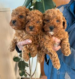 Barboncini e MALTIPOO toy