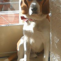 Beagle per monta