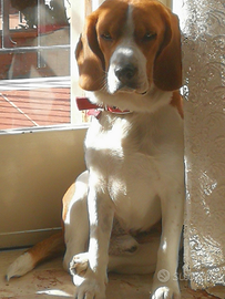 Beagle per monta