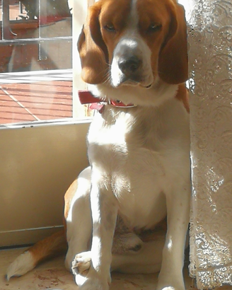 Beagle per monta